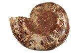 Crystal Filled, Cut & Polished Ammonite Fossil - Jurassic #191043-5